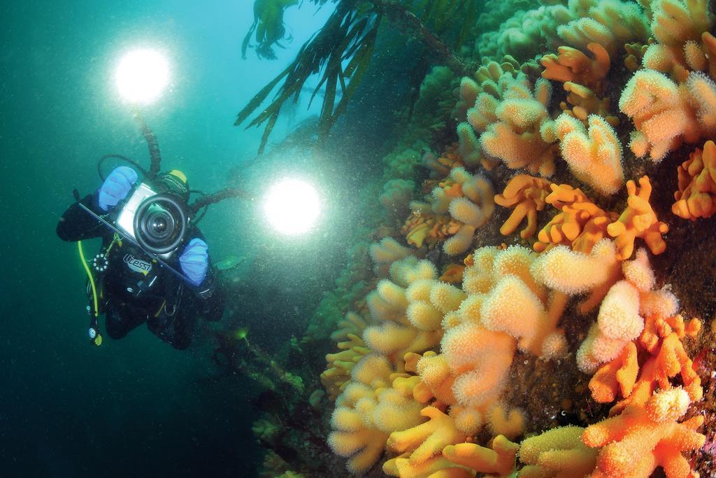 Gulen Dive Resort Dalsøyra Exteriör bild